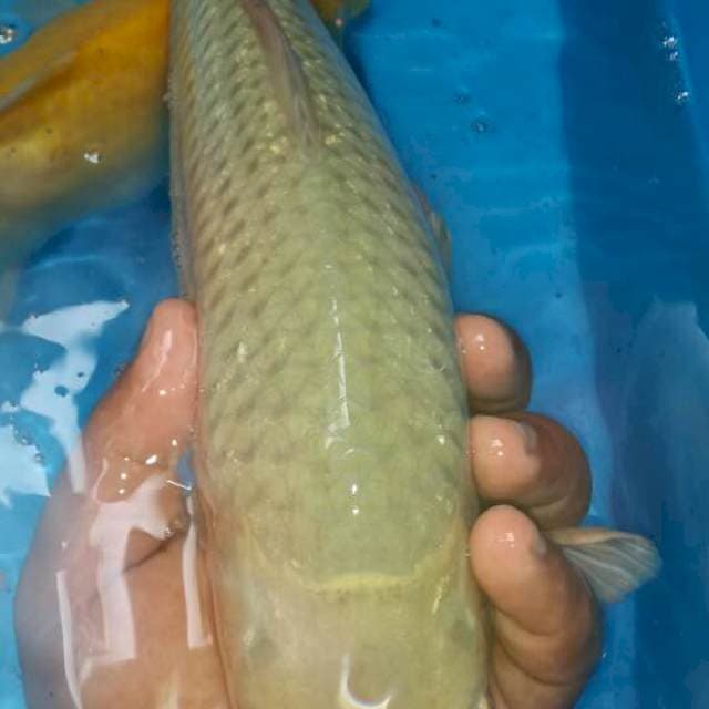 Soragoi cerah bulki