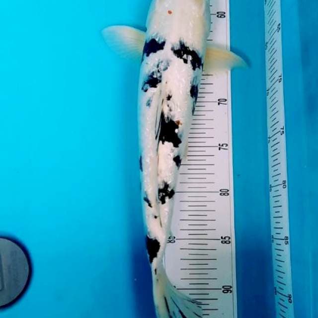 Shiro bekko ginrin 40up