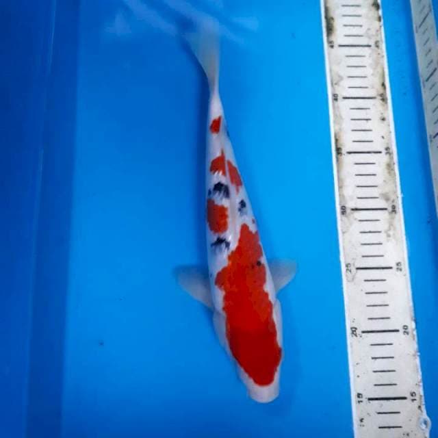 SANKE GINDRIN 29 CM