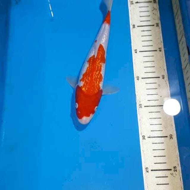 KOHAKU GINDRIN 25 CM