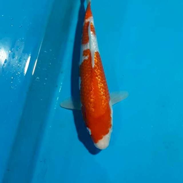 KOHAKU GINDRIN 21 CM