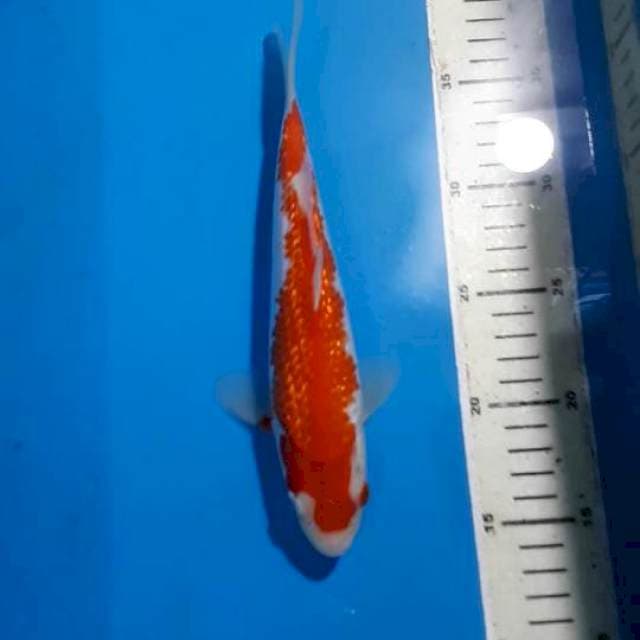 KOHAKU GINDRIN 23 CM