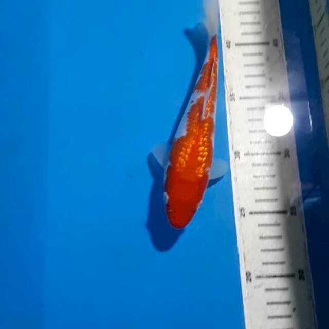 KOHAKU GINDRIN 19 CM