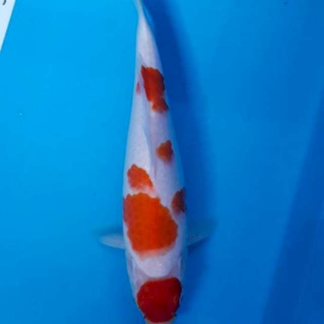 MARUTEN KOHAKU