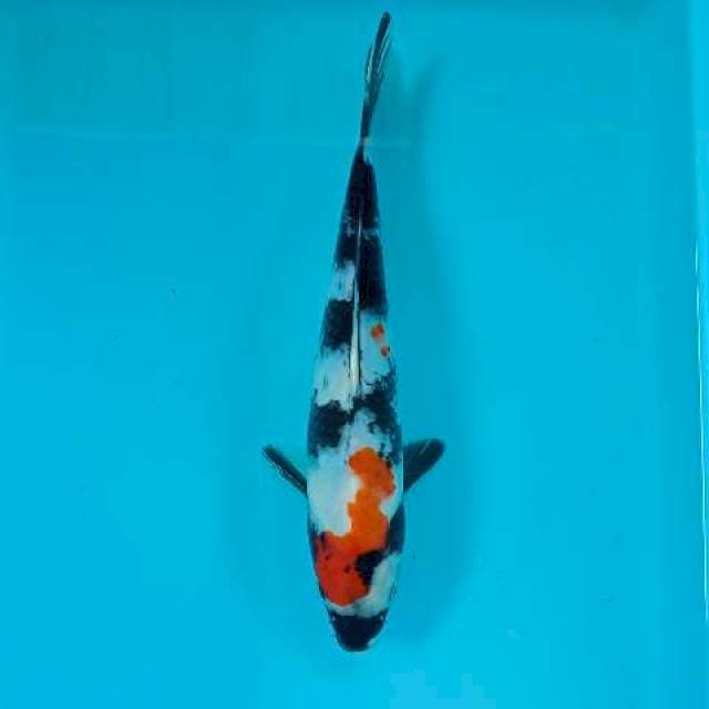 Showa 27 cm