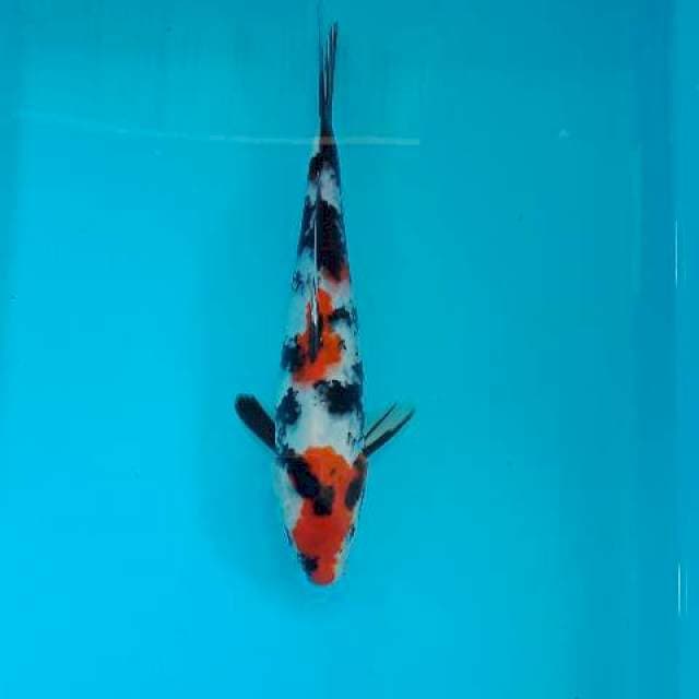 Showa 27 cm