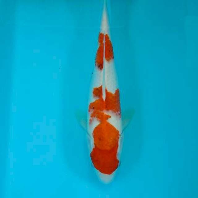 Kohaku 32 cm