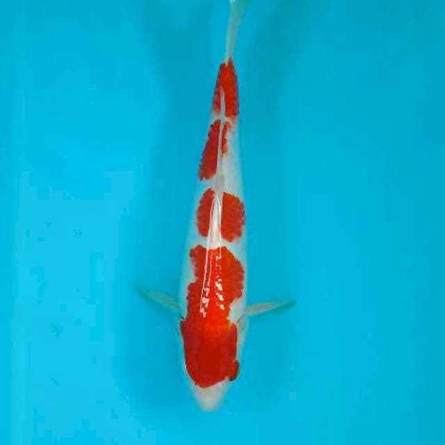 Kohaku 4 step 29 cm