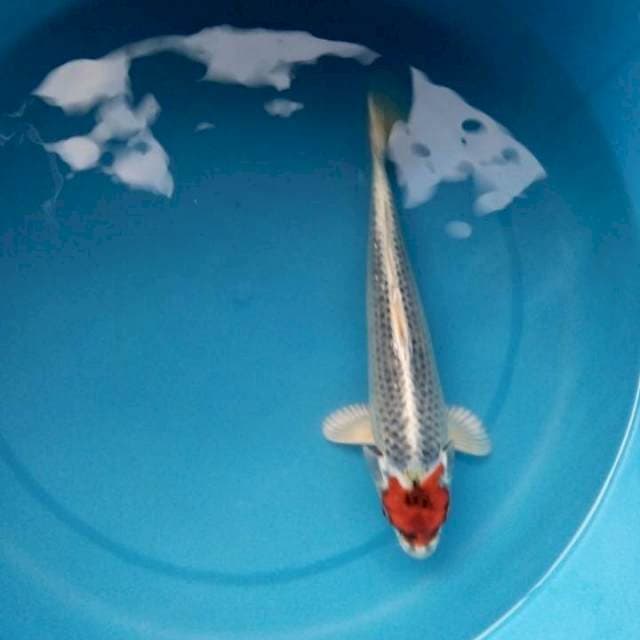 TANCHO KUJAKU KEPALA BANTENG 27 Cm