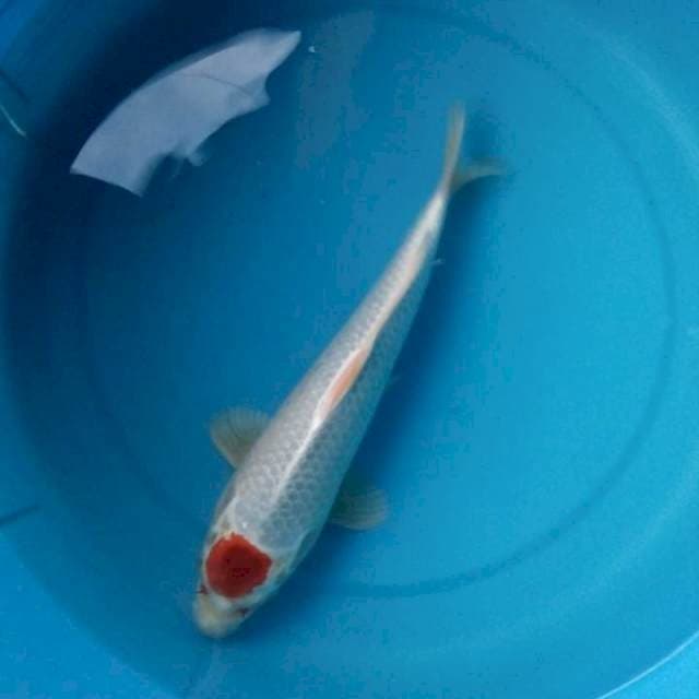 TANCHO KUJAKU ORIGINAL 31 Cm