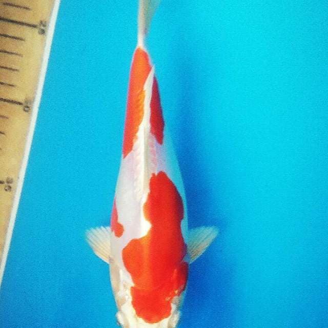 Kikushui bilky berpunuk