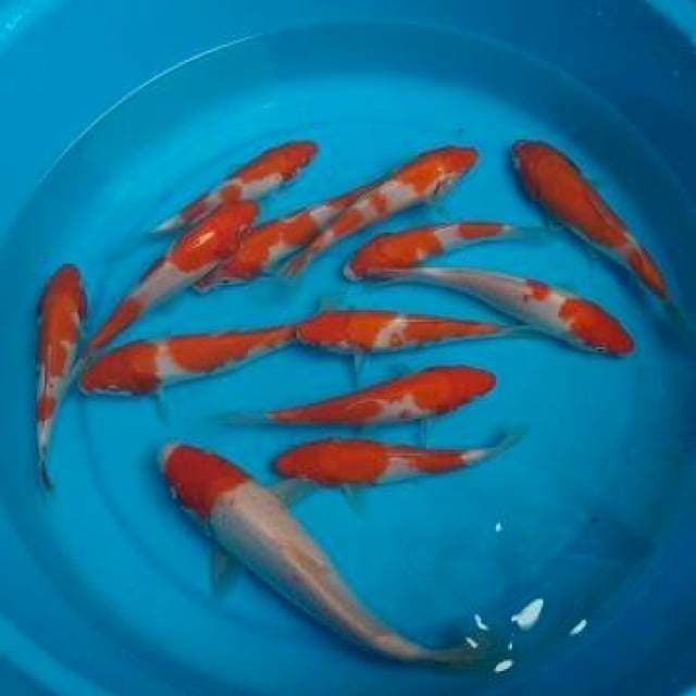 MIX - 13 EKOR - 15 CM AN