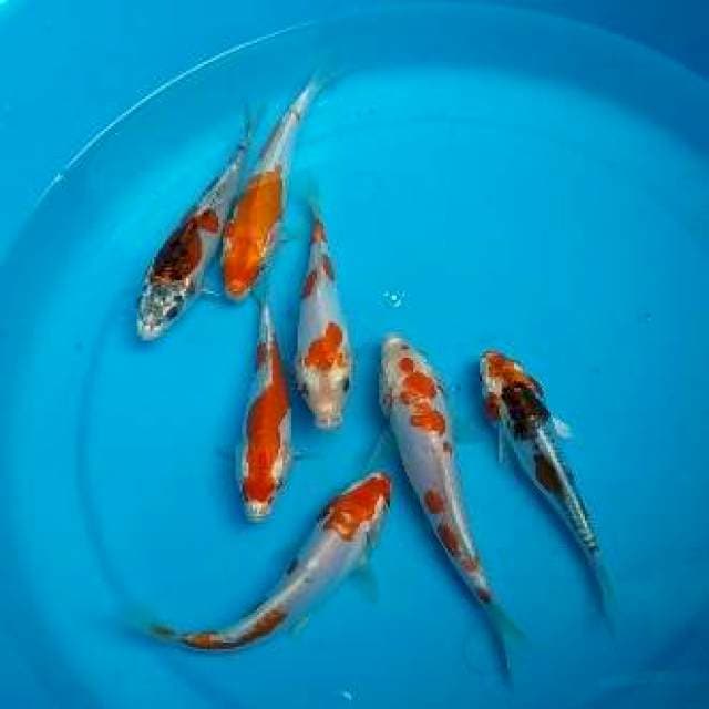 MIX - 7 EKOR - 15 CM AN