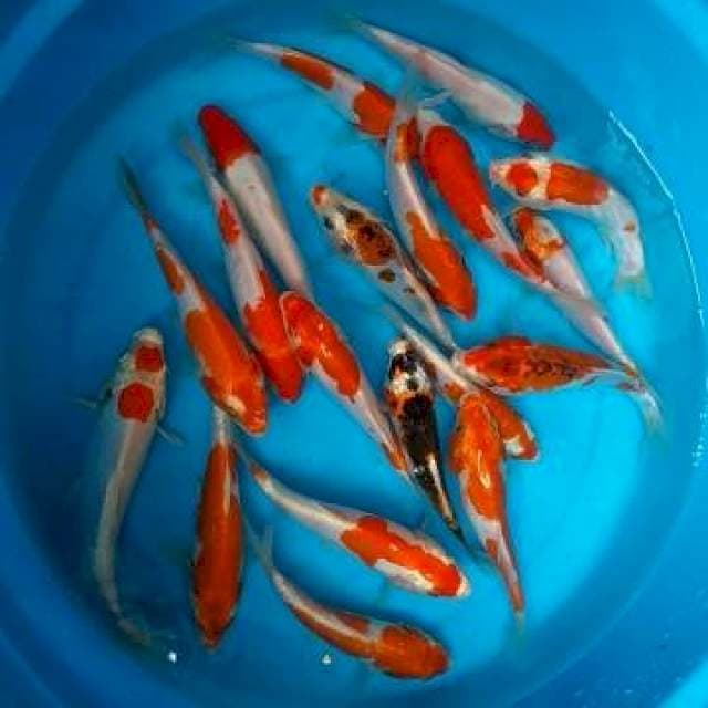 MIX - 19 EKOR - 15-20CM