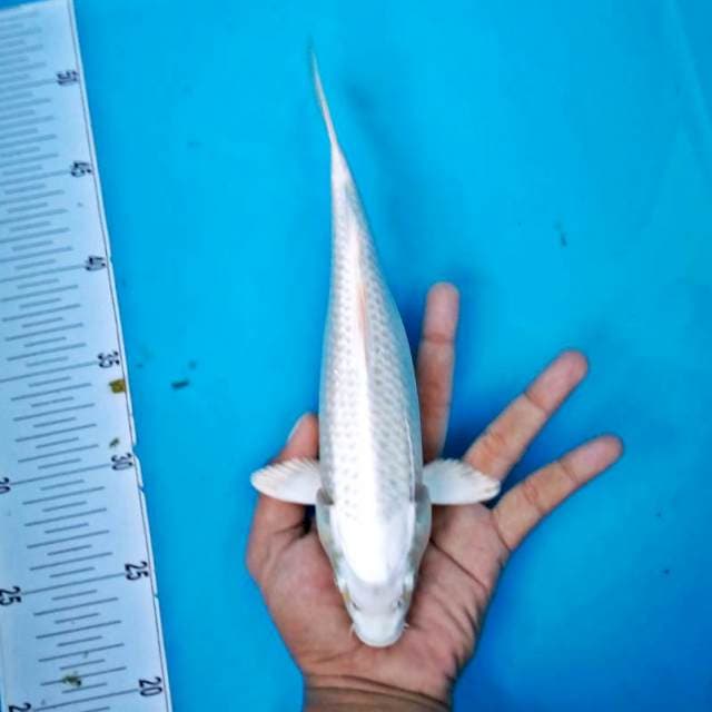 PLATINUM #25CM