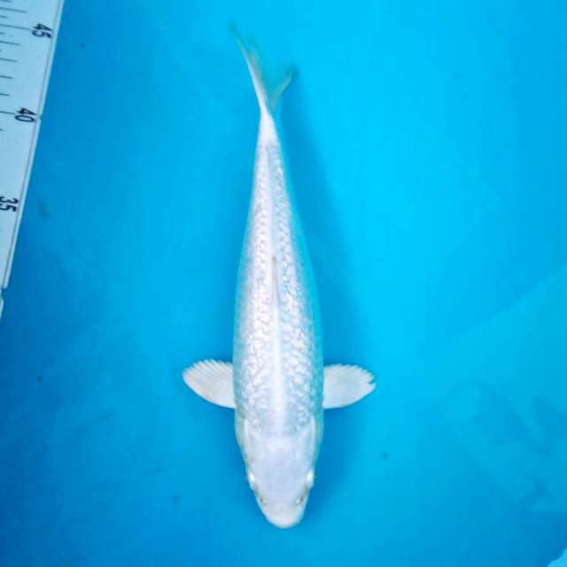 PLATINUM GINRIN #26CM