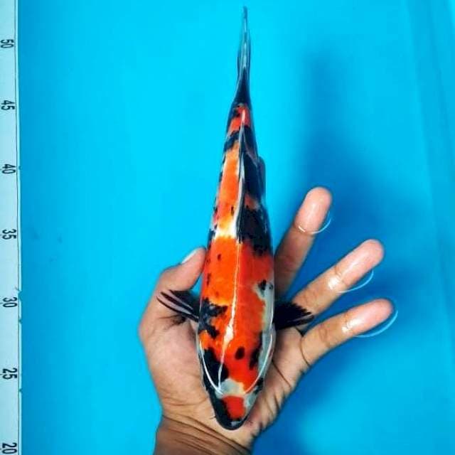 SHOWA #26CM