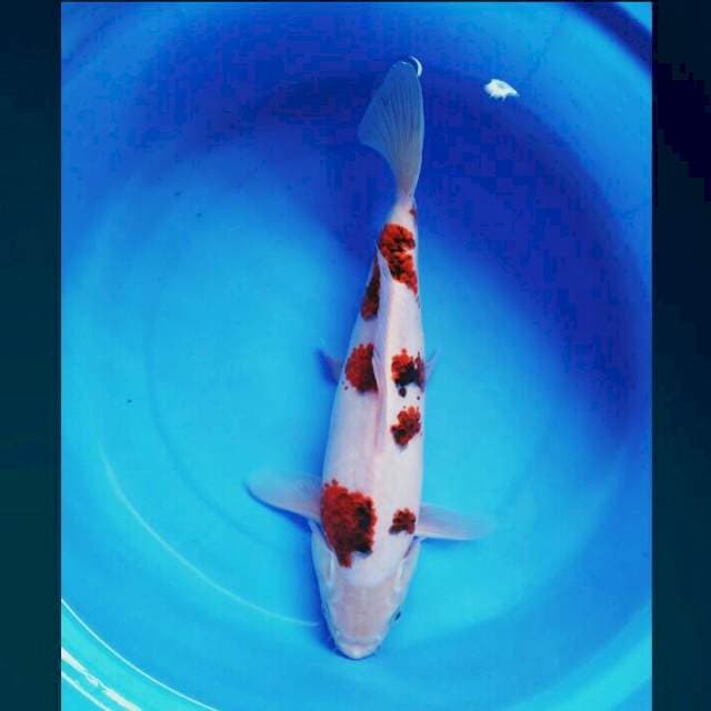 Budo bulky sakura 34cm male