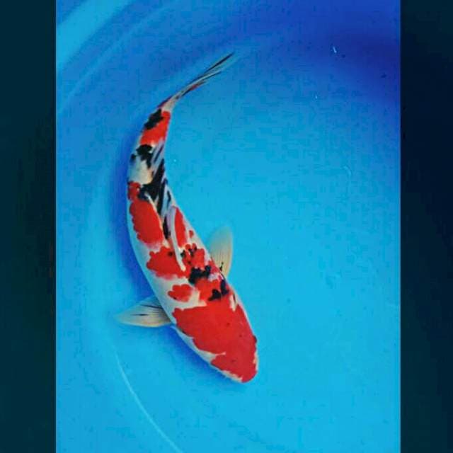Sanke josss male 28cm