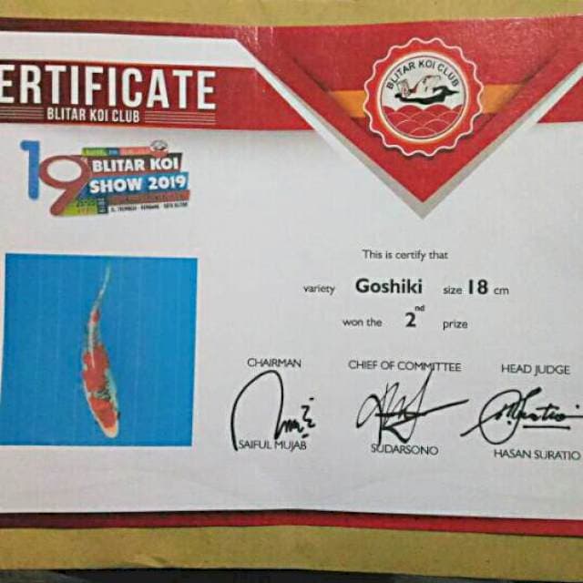 Juara 2 piala presiden Blitar Koi Show 2019