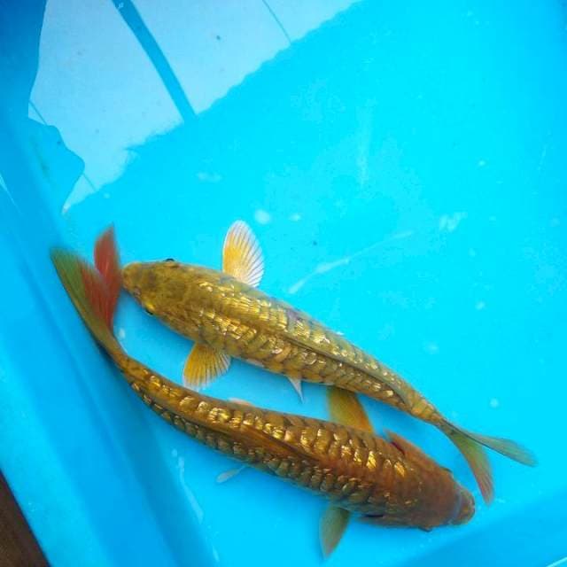 Aragoke ginrin 23,5cm+26cm.