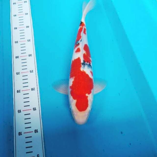 NJK - TAISHO MERAH