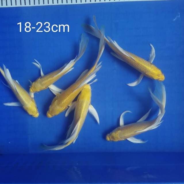 HDKOI