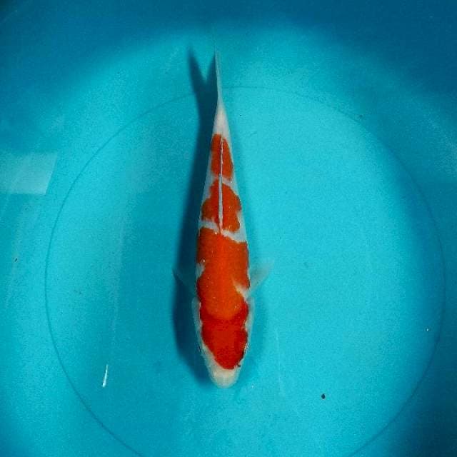 Kohaku