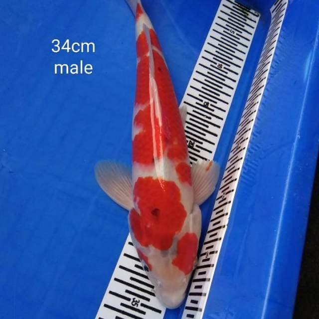 HDKOI