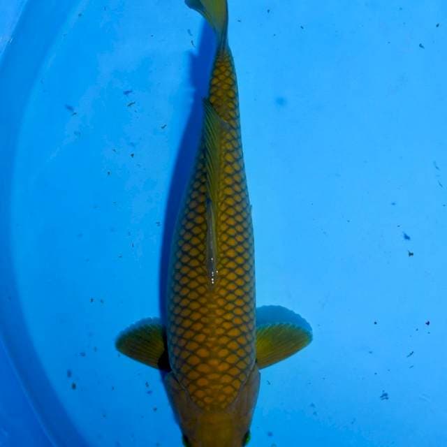 Chagoi 38 cm