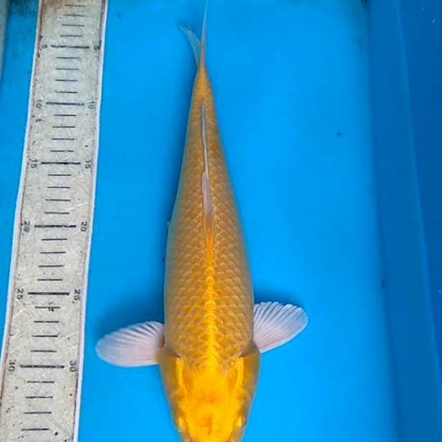 Yamabuki ogon 34cm