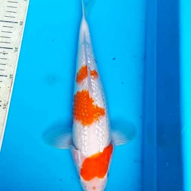 Kohaku Ginrin 35cm