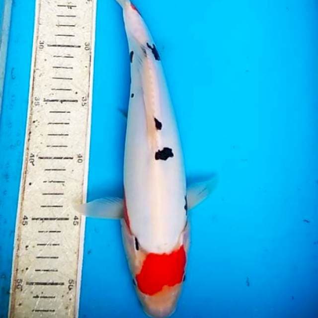 Sanke doitsu 33cm