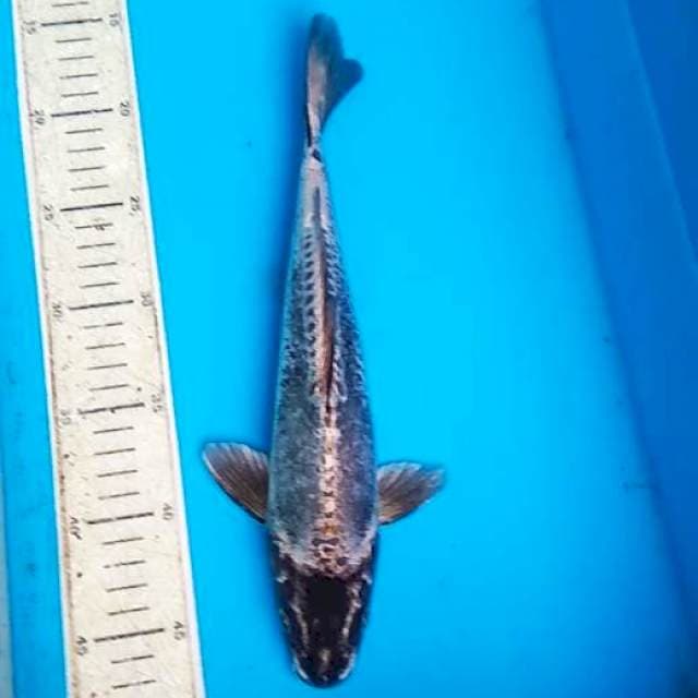 Kiko 30cm