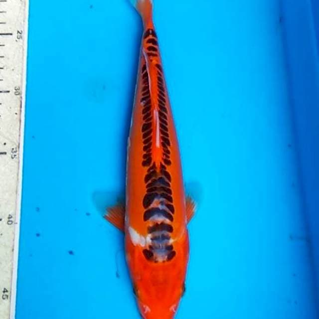 susui 28cm F1