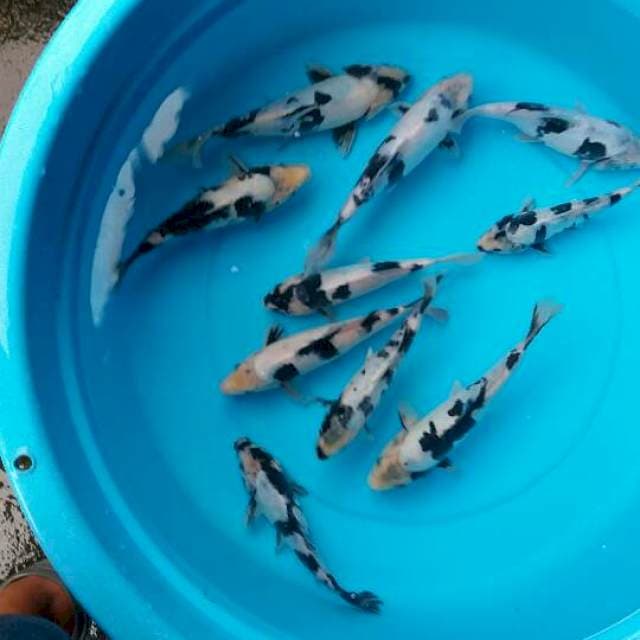 mix shiro sq sisik dan doits 10 ekor
