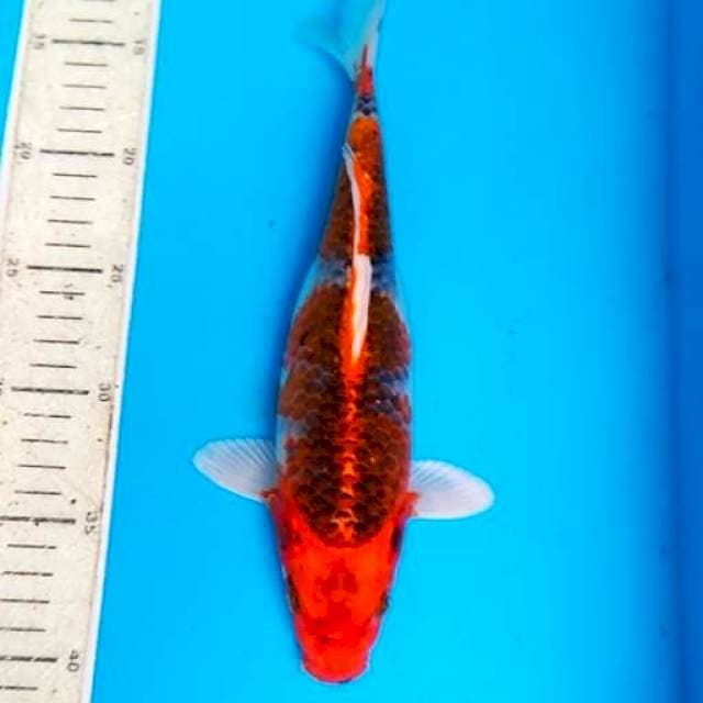goshiki 28cm