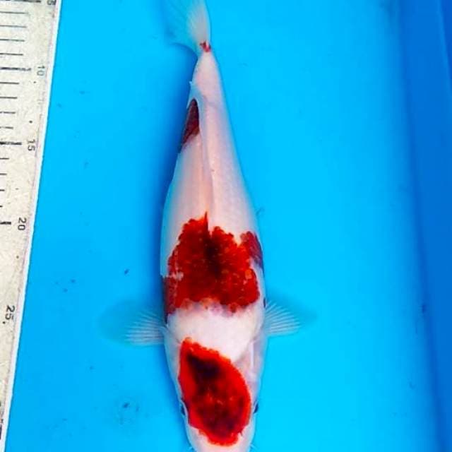 Goromo 29cm