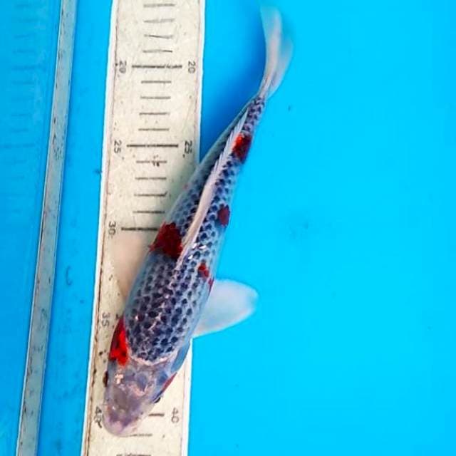 Ghosiki 26cm
