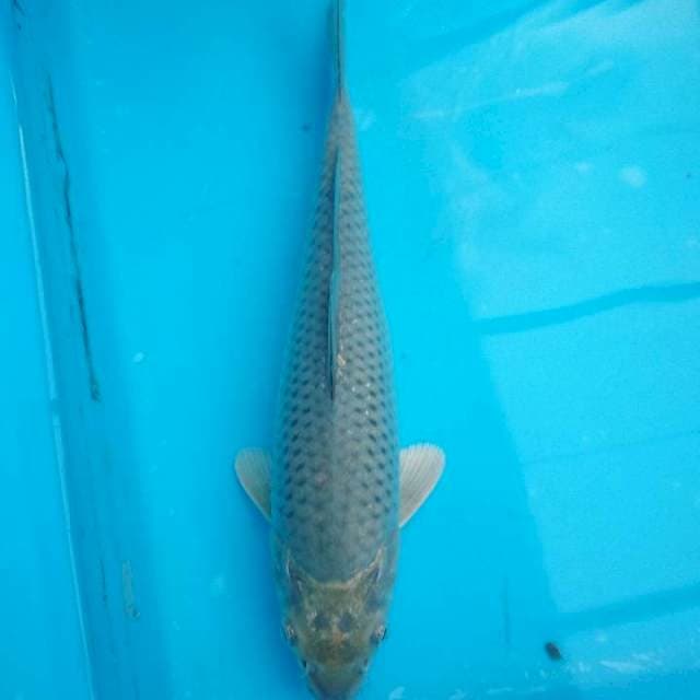 Soragoi calon bagus 25cm