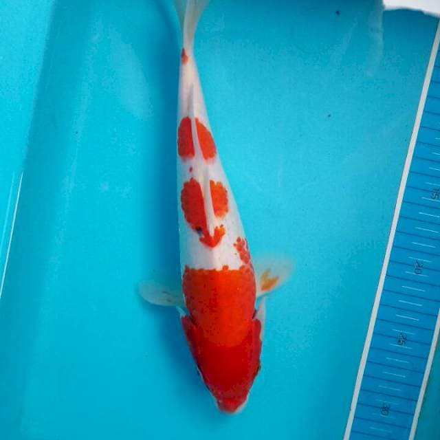 Kohaku