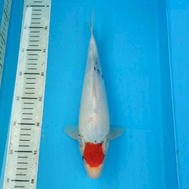 BKS ( TANCHO SHOWA 31 CM )