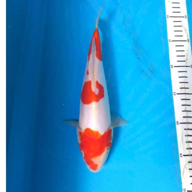 KOHaKu DOITSu