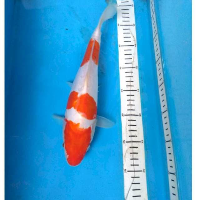 KOHAKU DOITSU