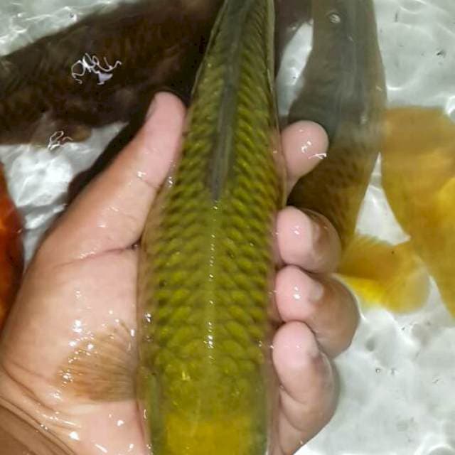 Midori