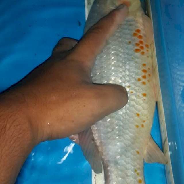 Beni matsukawabake mata merah