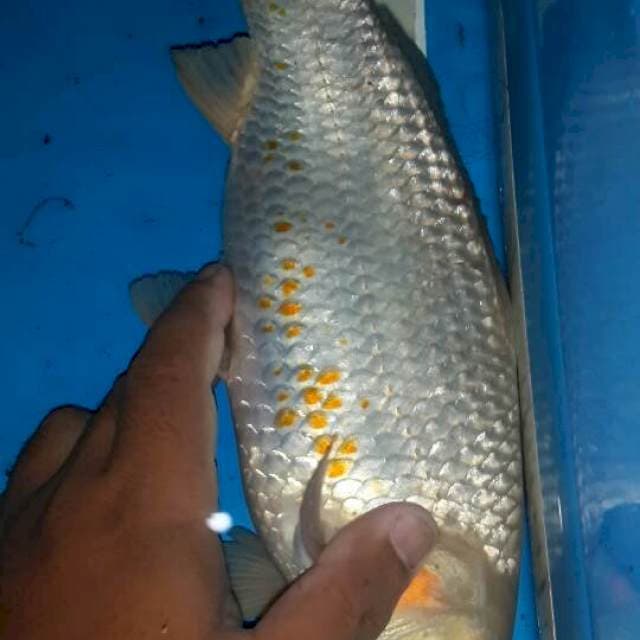 Beni matsukawabake mata merah