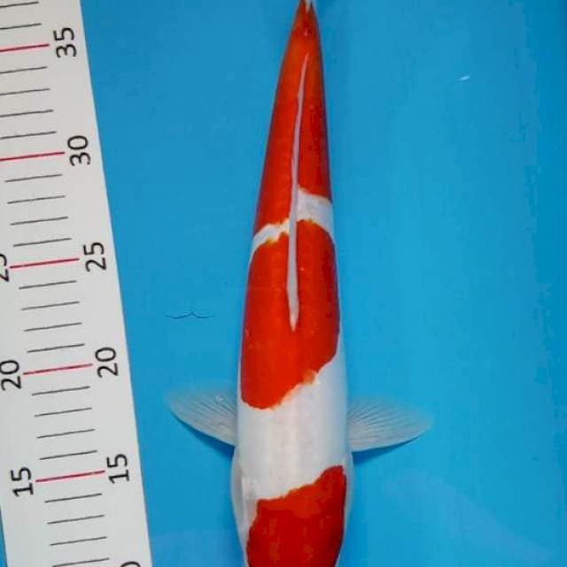 Kohaku doitsu