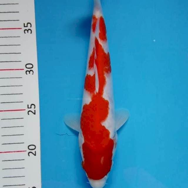Kohaku