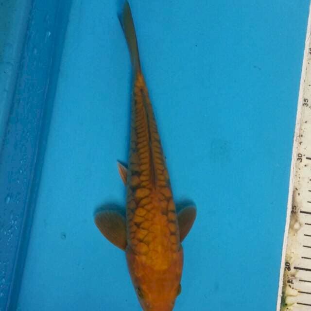 Chagoi aragoke